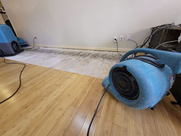 Cost of Water Damage Mitigation in Bellevue